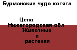 Бурманские чудо котята › Цена ­ 25 000 - Нижегородская обл. Животные и растения » Кошки   . Нижегородская обл.